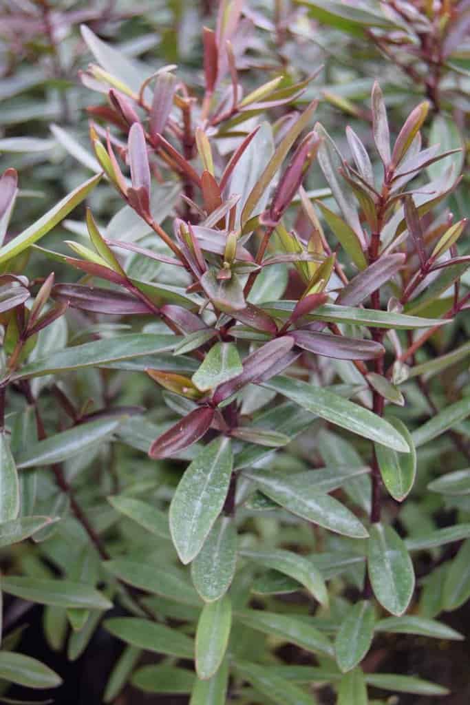 Hebe 'Mrs Winder' 40-60 cm